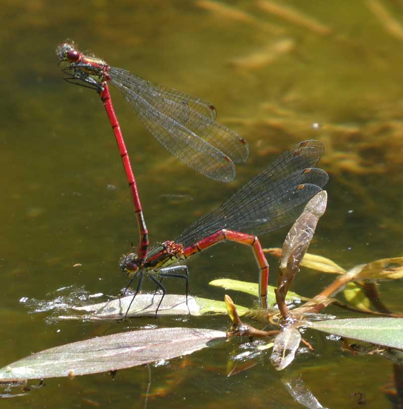 Pyrrhosoma_nymphula